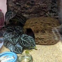 Reptile Plants for Terrarium,Amphibian Habitat Decor,Artificial Plants for Ge…
