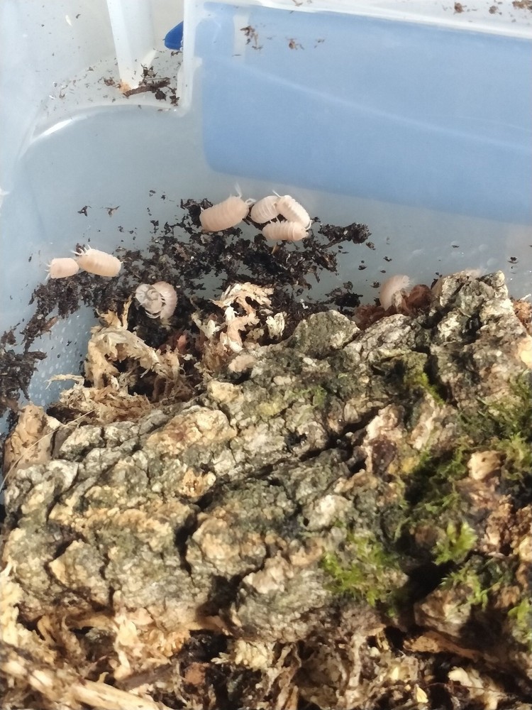 papaya isopods/cubaris sp.murina- this listing is for 10 isopods.