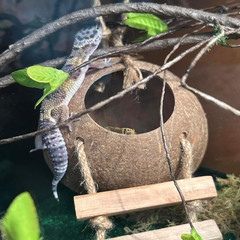 Coconut Shell Gecko Hideout with Ladder Natural Reptile Hut Cave Habitat Décor