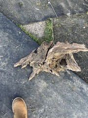 Landscaping or Natural Reptile Terrarium Decor Driftwood Root Wood Stump Piece