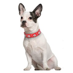 Rhinestone Flower Dog Collar, Bling Collar PU Leather – Adjustable Sizes S, M…