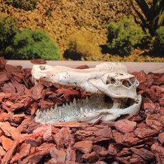 Lizard Hammock Reptile Terrarium Liner Bark Background for Fish Tank Decoration