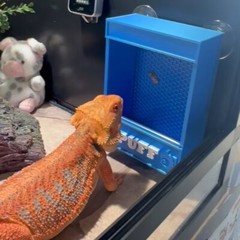Repti-Feed, Reptile feeder, customizable / personalized, WITH NAMES, Magnetic