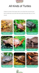 Amphibian Terrarium Tank Habitat for Pet Turtles Hermit Crabs Tortoise