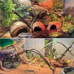 Hammock for Bearded Dragons,Lizard Lounger Reptile Natural Seagrass Habitat D…