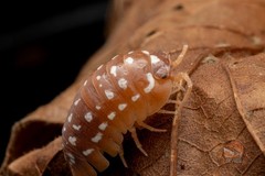 A. Werneri, “Orange” isopod – Bioactive clean up crew – Choose your count