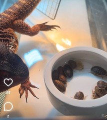 Large dubia roaches