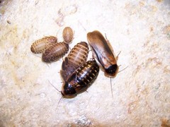 1000 medium 1/2″ to 3/4″ dubia roach,Insect,Bearded Dragons,feeder