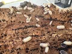 6CT armadillidium granulatum “white”ISOPOD （LAG）