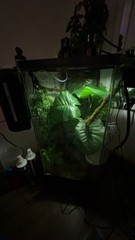 Thrive Vertical Hexagon Tropical Reptile Terrarium FULL SETUP