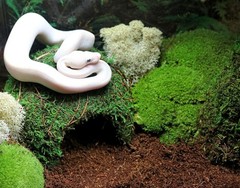 Galápagos 05348 Mossy Cave Hide 6″ Green Sphagnum