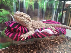 ZEBRA PRINTS LRG RESTING SOFT BED COVERS ONLY (NO FRAME BED) 4 BEARDED DRAGON