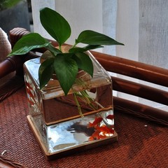 Desktop Betta Fish Tank with Wood Lid and Bamboo Stand Small Fish Bowl Glass …