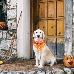 Dog Bandana Fall Halloween Adjustable Scarf Handkerchief Bib Small Large Dog