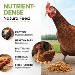 Dried Mealworms 100% Non-Gmo 10 Lb – Mealworms for Birds, Chickens, Ducks – Perf