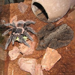 4Pcs Reusable Natural Tree Bark Reptile Climbing Platforms Durable Pet Decor