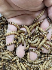 Live superworms 250 Large Reptile Food