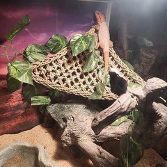 Bearded Dragon Skull Hide Decor,Reptile Natural Seagrass Hammock Lizard Loung…