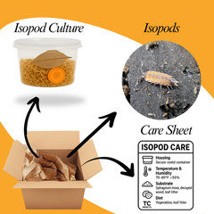10ct Philoscia sp. “Thai” Isopods | Bioactive Free Shipping Nationwide