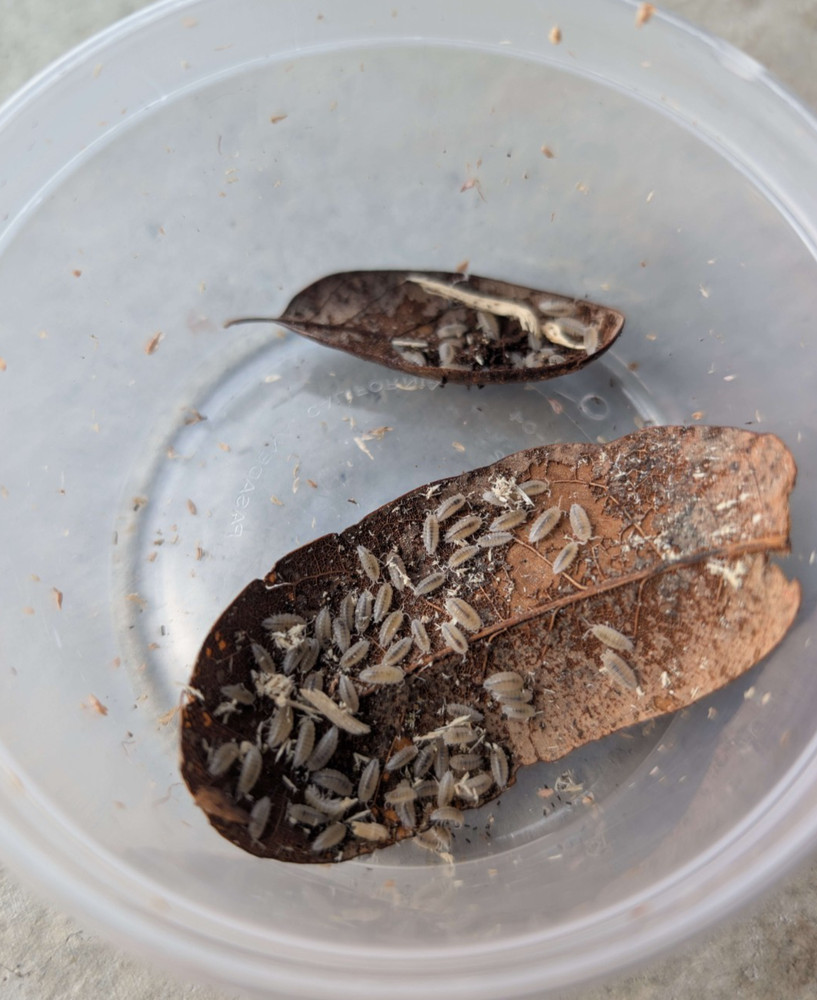 30ct Trichorhina Tomentosa Dwarf White Isopods