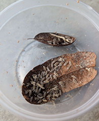 30ct Trichorhina Tomentosa Dwarf White Isopods