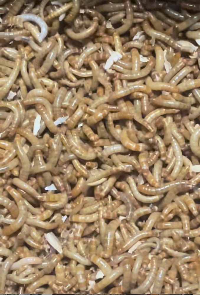 500 Mealworms