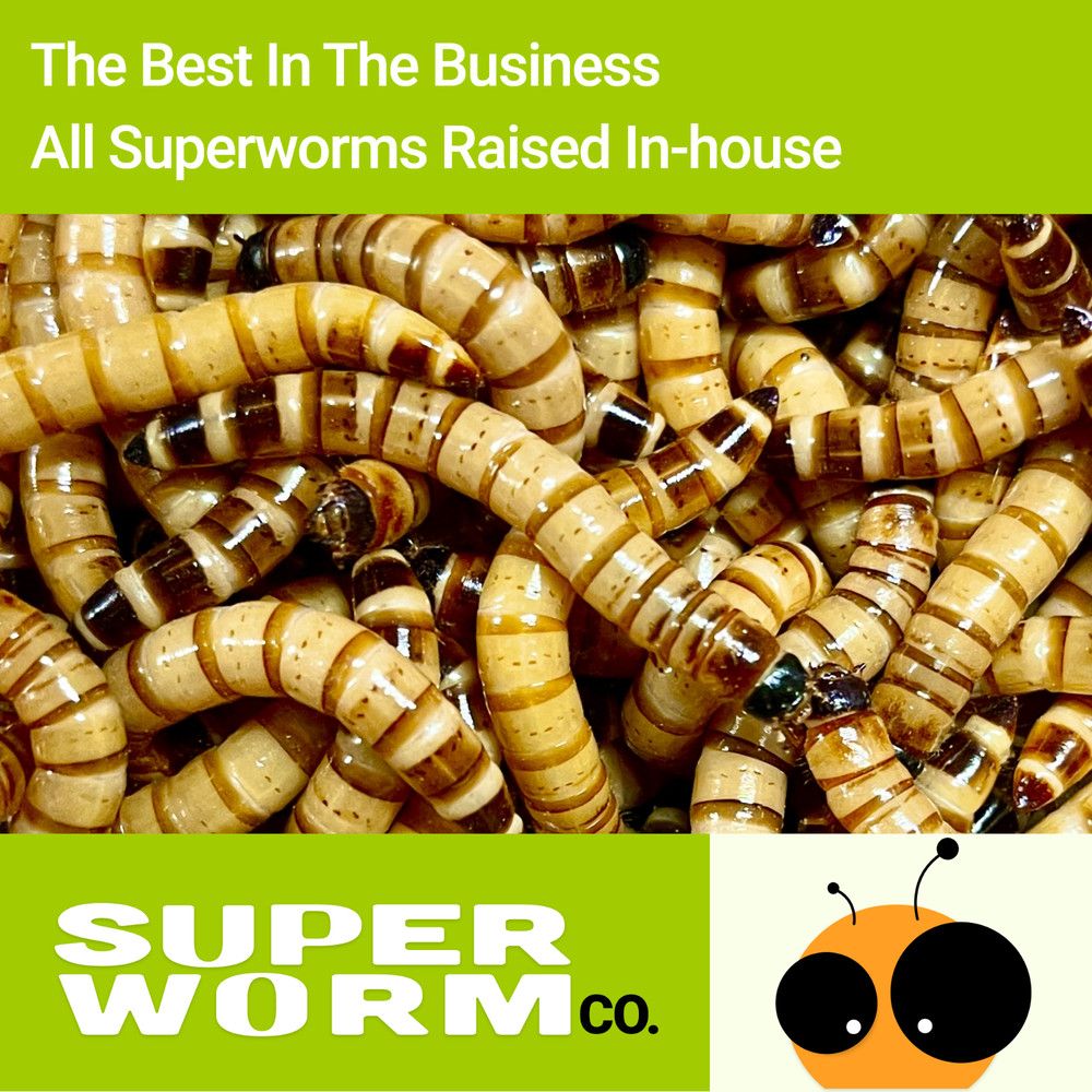 Live Superworms – 50-2000 counts – 4 different sizes