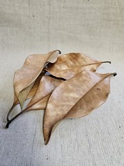 Magnolia Leaves – 1 Gallon Leaf Litter Terrariums Reptiles Geckos Lizards