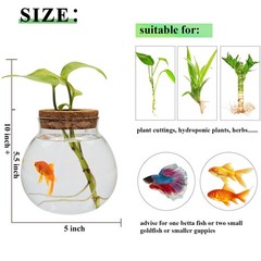 Small Betta Fish Tank Glass Fish Bowls for Betta Fish Goldfish, Aquaponic Fis…
