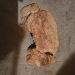 Small Bearded Dragon Hide