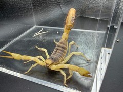 Giant Desert Hairy Scorpion (Hadrurus arizonensis) – 5-7 in
