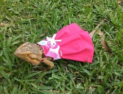 Bearded dragon Dress