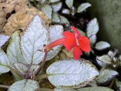 Episcia Silver Skies – Dart Frog VIVARIUM / Terrarium Plant – Plantlet Cutting
