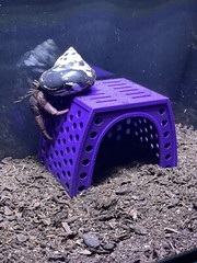 Hermit Crab Tank Cave Hideout Hermit Crab Ornament Decoration Supplies Toys