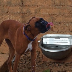 Automatic Dog Water Bowl Dispenser Large Size Pet Waterer Feeder Stainless-St…