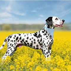 Blue My Parents Are Getting Married Dog Bandana Adjustable Pet Wedding Collar