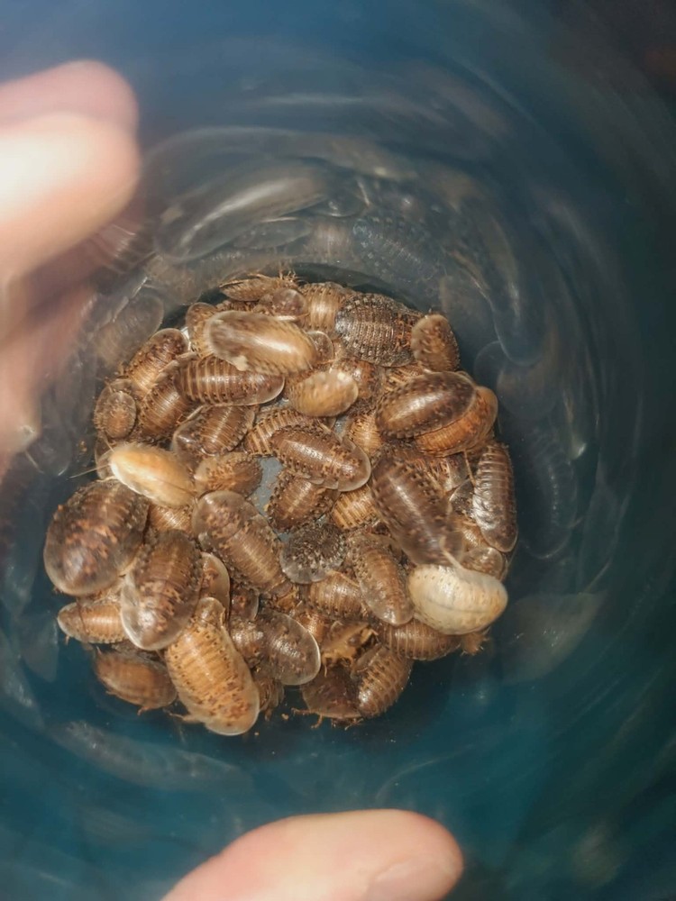 dubia roaches 100 count