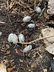 15+ Dairy Cow Isopods (Porcellio Laevis)
