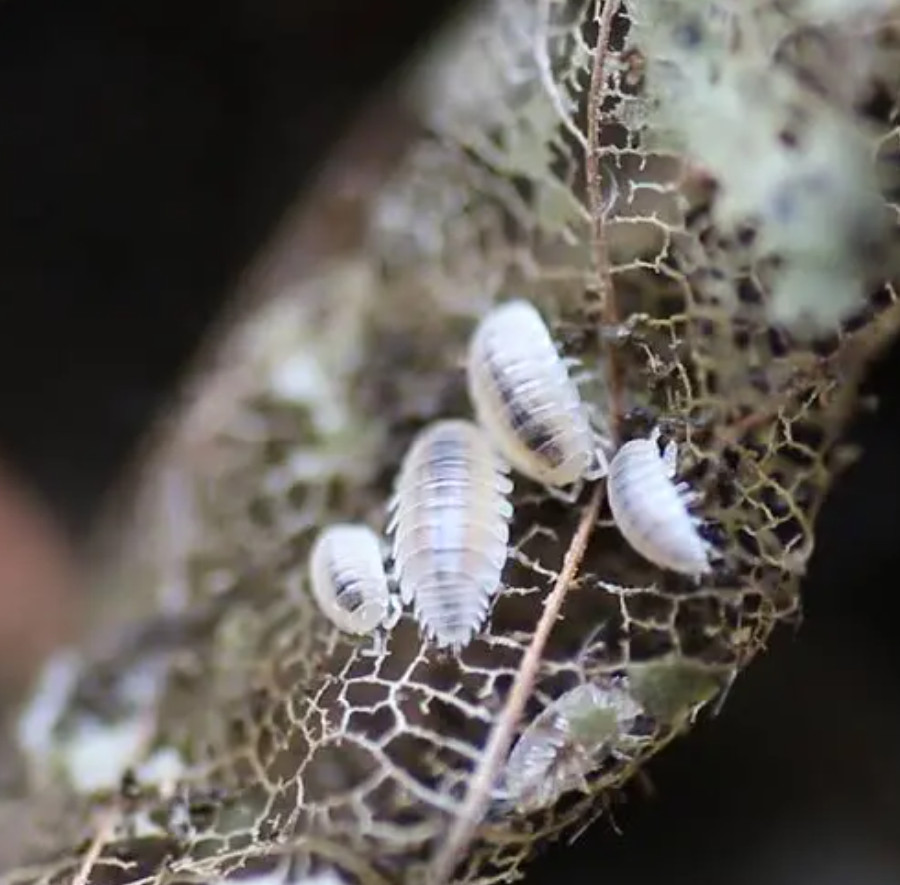 Dwarf White Isopods (Trichorhina Tomentosa) +20 Clean-Up-Crew/Feeders