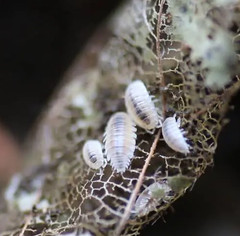 Dwarf White Isopods (Trichorhina Tomentosa) +20 Clean-Up-Crew/Feeders