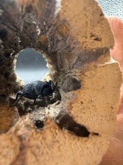 Blue Death Feigning Beetle (Asbolus verrucosus) – 1 in