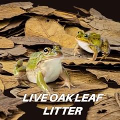 4.9 OZ Dry Oak Leaf Litter – Leaf Litter for Reptiles, Snakes, Frogs, Isopods