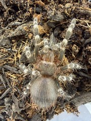 Brazilian White Knee Tarantula (Acanthoscurria geniculata)