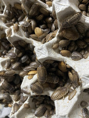 Small to medium Dubai Feeder Roaches.50 count,live arrival guarantee.