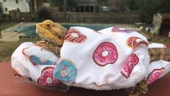 DONUTS 🍩 PRINTS LRG ATTACHABLE RESTING BED SET COVER 4 BEARDED DRAGONS