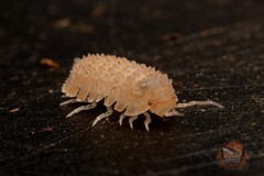 C. muricatum ‘Pineapple spikey’ RARE sopod – clean up crew – Choose your count