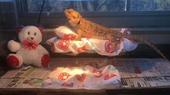 DONUTS 🍩 PRINTS LRG ATTACHABLE RESTING BED SET COVER 4 BEARDED DRAGONS