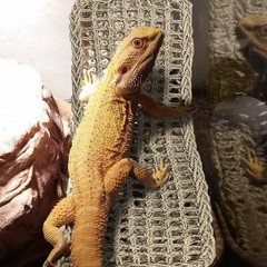 2 Pieces Bearded Dragon Hammock Large, 30″ x 7″ Reptile Hammock, Lizard Hammo…