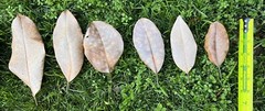 20 Gallons Organic Magnolia Leaf Litter Heat Treated Reptile Terrarium Isopods