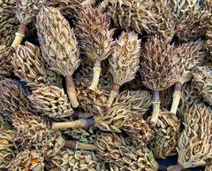5 gallons Organic Southern Magnolia Leaves And Seed Pods For Isopods + Reptiles